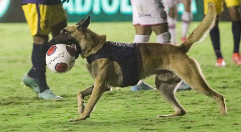 Cão policial com colete segura uma bola de futebol com os dentes ao invadir o gramado do Estádio dos Aflitos, do Náutico
